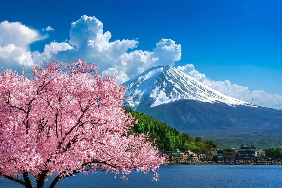 Must Visit Places In Japan During Sakura Season