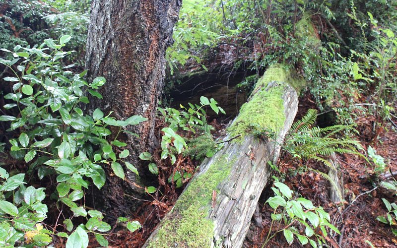 Trees of Mystery