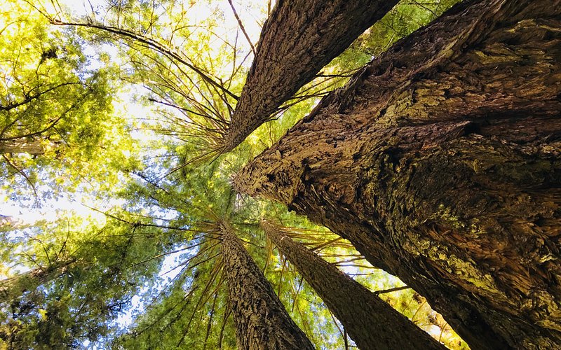 Redwood National Park