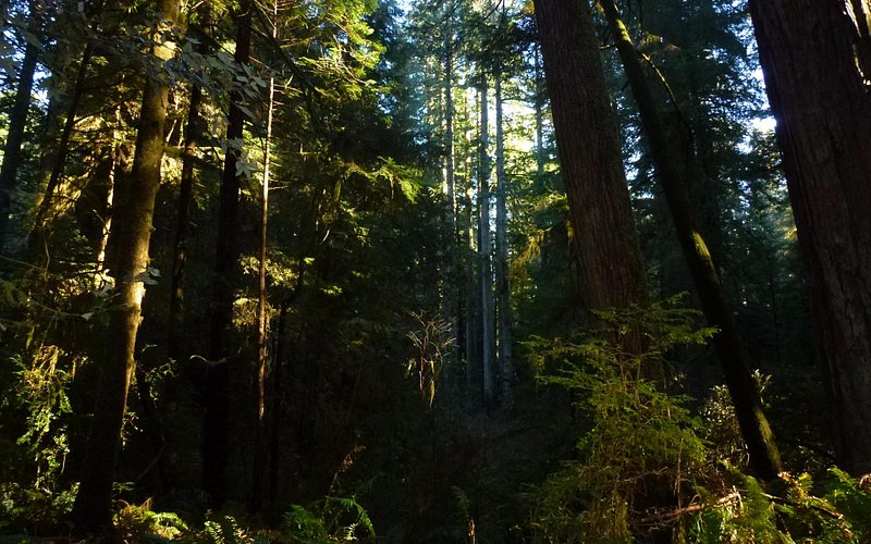 Del Norte Coast Redwoods State Park