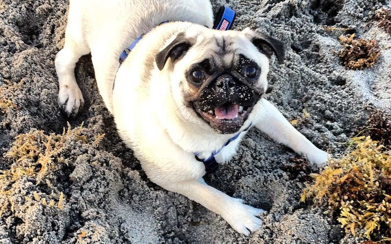 Dog Park
