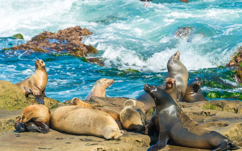 La Jolla Cove