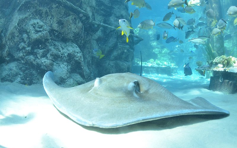 Discovery Cove