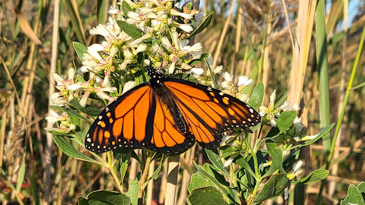 John F Kennedy Memorial Wildlife Sanctuary