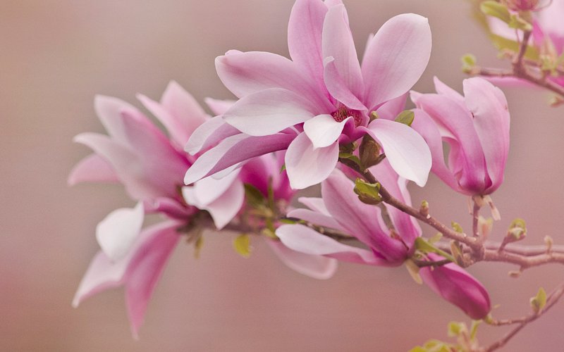 Healing Through Touch Massage