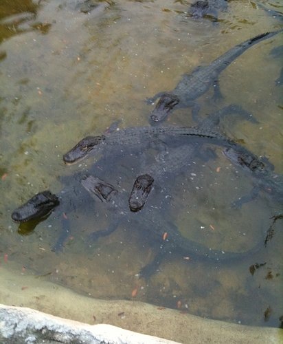 Gator Golf And Adventure Park