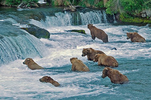Brooks River