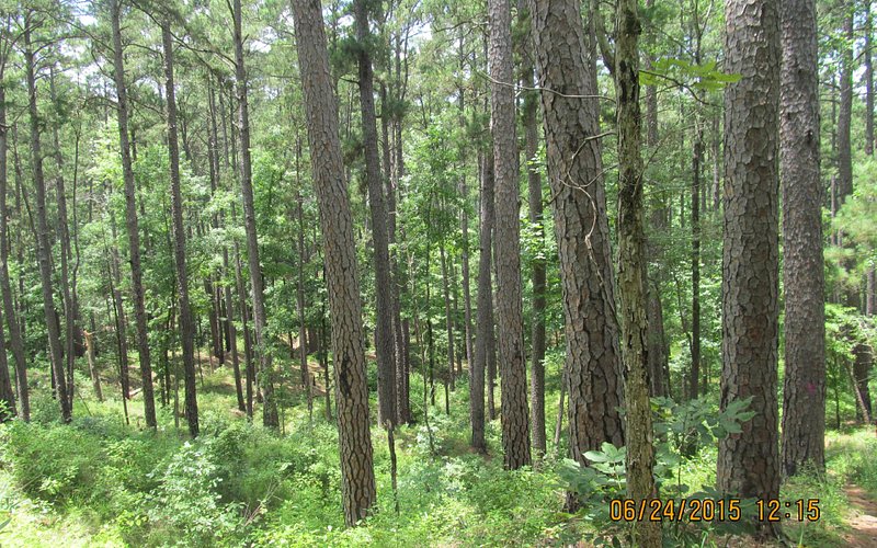 Mission Tejas State Park