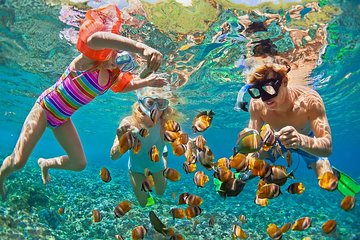 Oahu's Ultimate Full-Day Tour: Dole, Byodo-In, & Turtle Snorkel