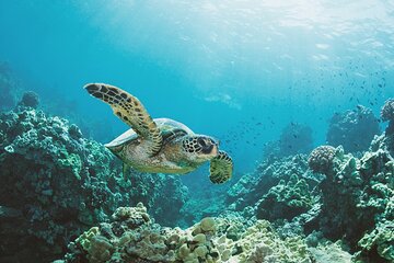 Turtle Canyon Snorkel Adventure