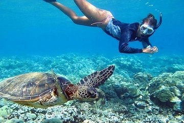 Oahu Circle Island: Snorkel with Turtles & Explore in Small Group