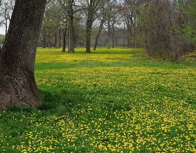 Lane Manor Park