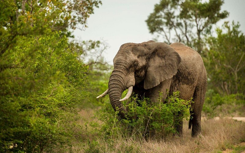 Across Africa Tours LLC