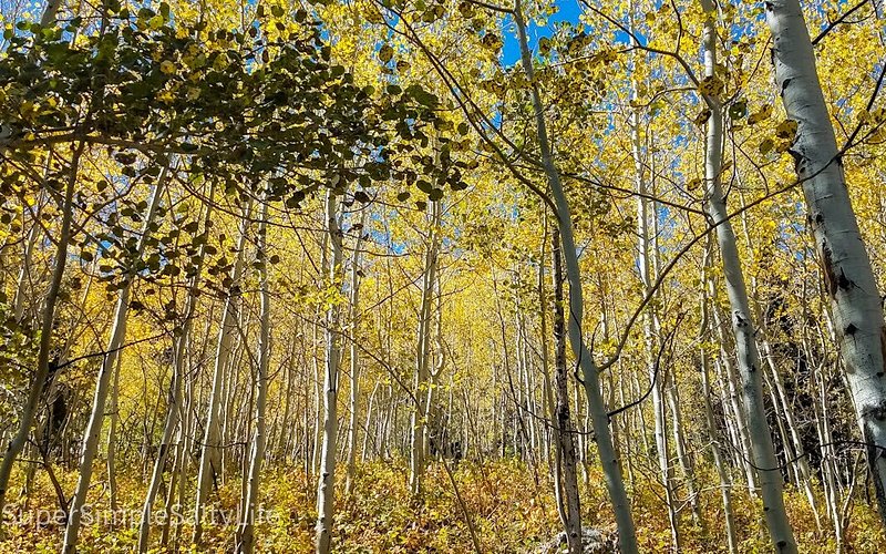 Moose Pond