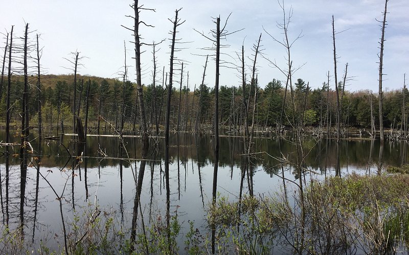 Emmons Pond Bog