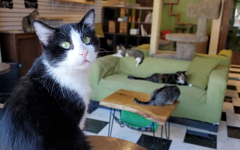 The Cafe Meow