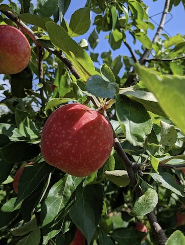Orchard