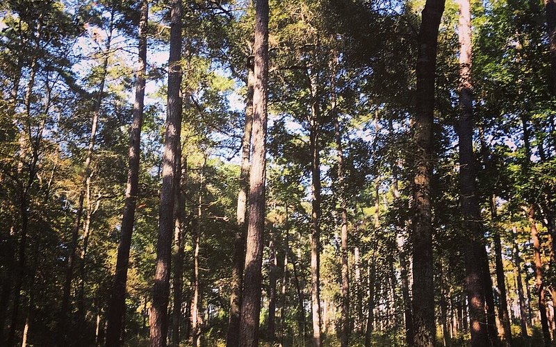 W. G. Jones State Forest
