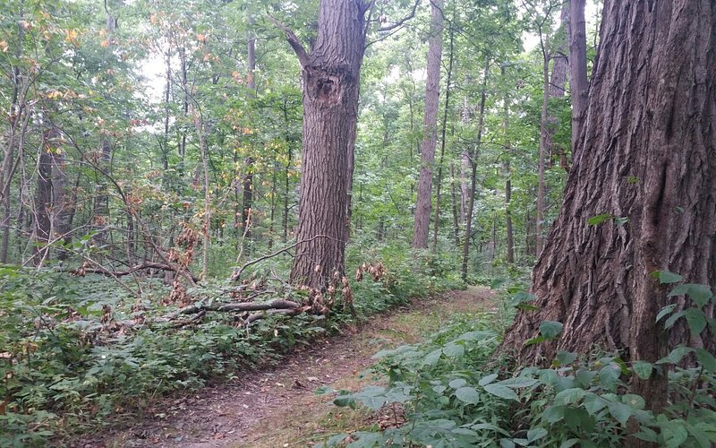 James H. McBride Arboretum