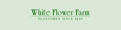 White Flower Farm